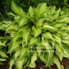 Hosta 'Allegan Fog' displaying medio-variegated leaves that have a misty appearance all season long.