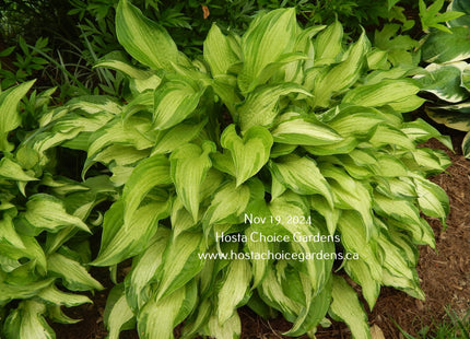 'Allegan Fog' hosta displaying medio-variegated leaves that have a misty appearance all season long. 