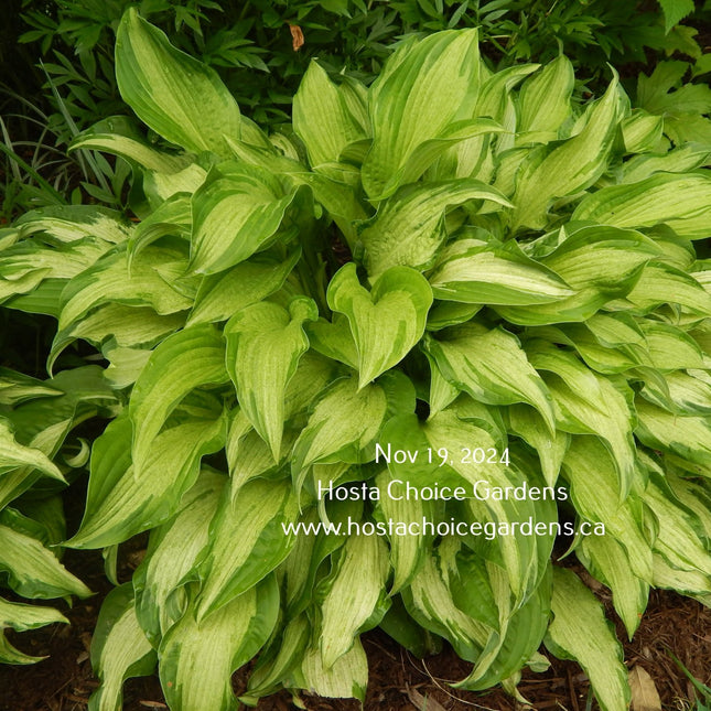 Hosta 'Allegan Fog' displaying medio-variegated leaves that have a misty appearance all season long.