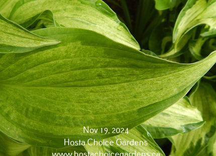 Close up of the misty nature of the leaves on 'Allegan Fog' hosta . 