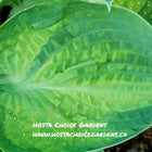 'Alligator Alley' hosta leaf featuring a wide blue-green margin and a yellow centre. Nicely puckered.