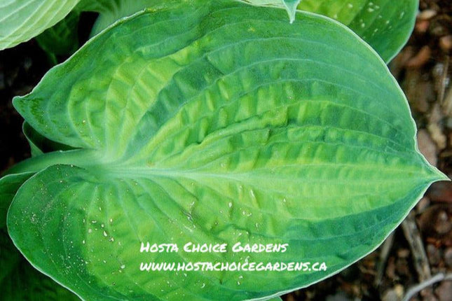 'Alligator Alley' hosta leaf featuring a wide blue-green margin and a yellow centre. Nicely puckered.