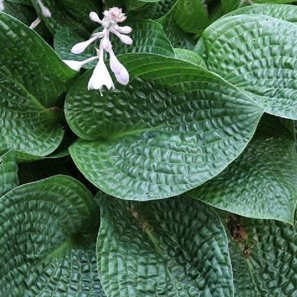 "Close-up of Hosta 'Alligator Rock' showing the deep-green colouring of its leaves and the extreme puckering this beautiful develops with age."