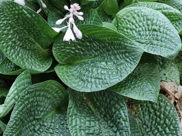 "Close-up of Hosta 'Alligator Rock' showing the deep-green colouring of its leaves and the extreme puckering this beautiful develops with age."