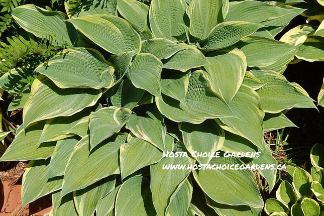 Hosta 'Alligator Shoes' a wonderful Benedict introduction with frosty blue-green centres and an off-white to white margin.