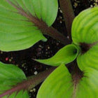 Hosta 'Almost' displays a shiny green leaf with dark red petioles.