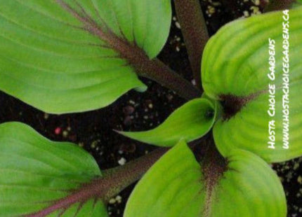 'Almost' Hosta displays a shiny green leaf with dark red petioles. 