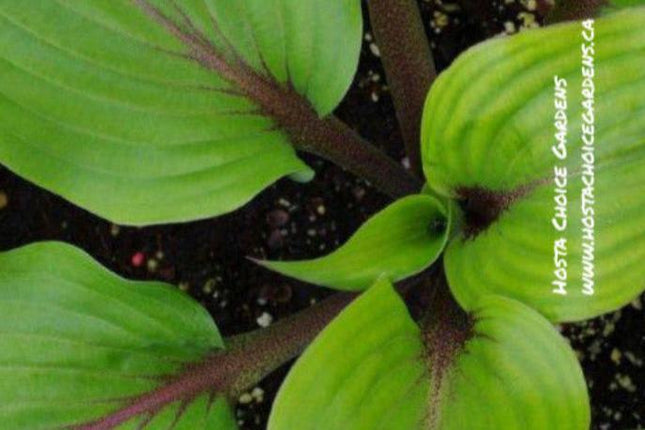 Hosta 'Almost' displays a shiny green leaf with dark red petioles.