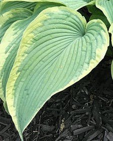"Close-up of a single leaf of Hosta 'Amazing Grace' that shows the shovel like shape of this variegated hosta."