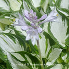 Hosta 'Amazone' featuring a bright white centre and dark green edge.