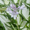 Hosta 'Amazone' featuring a bright white centre and dark green edge.