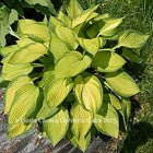 Hosta 'American Fashion' displayed in pot and looking stunning with its golden-yellow centre and dark green variable margin.