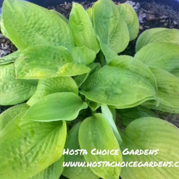 Hosta 'American Prayers.' Medium sized hosta with corrugated yellow leaves.