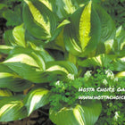 Hosta 'American Sweetheart' displays leaves with creamy-white centres and dark green margins.