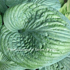 Hosta 'Amos' shows nearly round puckered blue-green leaves.