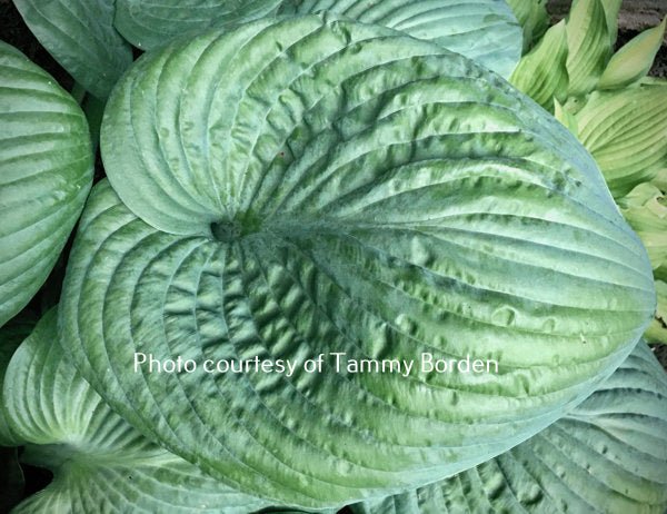 Hosta 'Amos' shows nearly round puckered blue-green leaves.