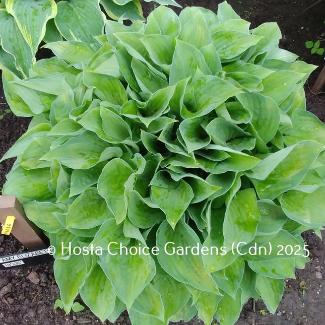 'Amy Elizabeth' Hosta displaying its spring colouring.
