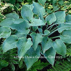 Hosta 'Andorian' displaying its blue-green leaves that are folded and wavy.