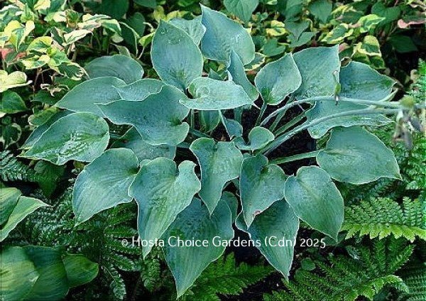 'Andorian' Hosta displaying its blue-green leaves that are folded and wavy.