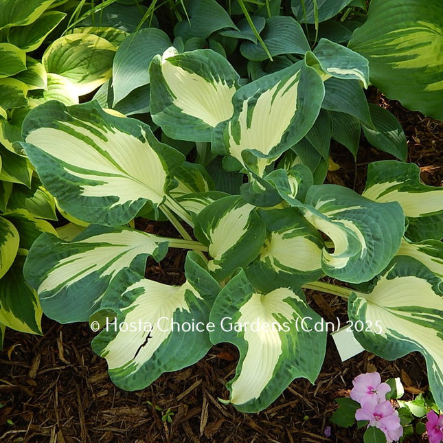 "Hosta 'Andrew' showing an immature clump of ruffled leaves that have a white centre and a blue-green edge."