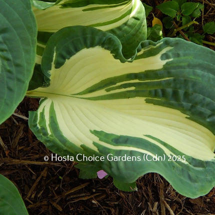 "Hosta 'Andrew' displaying a ruffled leaf with a white centre and a blue-green margin."