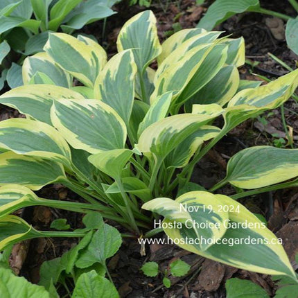 Hosta 'Angelique' showing a full mound of green centered leaves with a margin that transitioning from yellow to white.