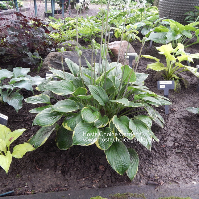 "Hosta 'Anglo Saxon' a stunning medium-sized variegated hosta that will add beauty and dimension to your garden."
