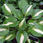 Hosta 'Ann Kulpa' in a garden setting showing off her crisp white centres and emerald green margins.