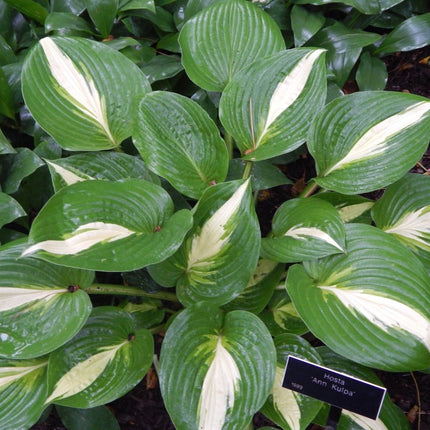 Hosta 'Ann Kulpa' in a garden setting showing off her crisp white centres and emerald green margins.