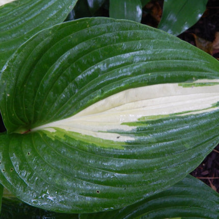 A closeup of a single leaf of Hosta /Ann Kulpa' showing its bright colouring.