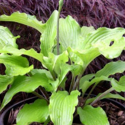 " Hosta 'Annabel Lee' featuring unique wavy leaves with red petioles and vibrant colour changes throughout the season. "