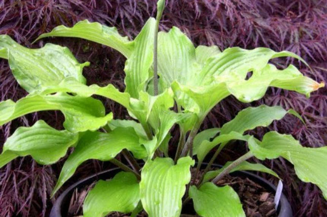 " Hosta 'Annabel Lee' featuring unique wavy leaves with red petioles and vibrant colour changes throughout the season. "