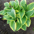 A Hosta 'Antioch' with its Spring colouring of  a cream border with a medium-green centre.