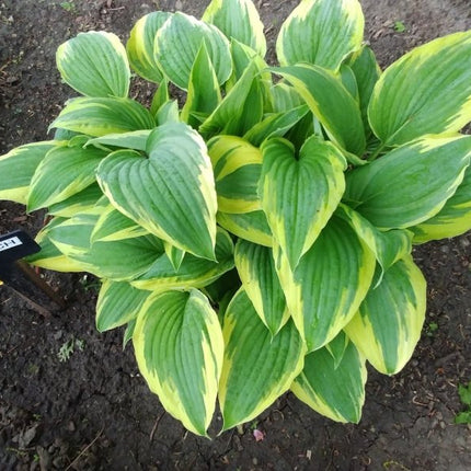 A Hosta 'Antioch' with its Spring colouring of  a cream border with a medium-green centre.
