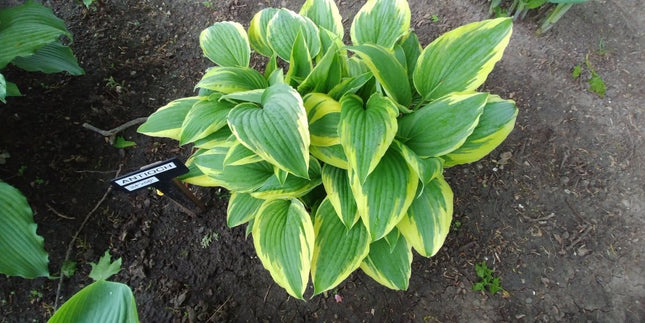 A Hosta 'Antioch' with its Spring colouring of  a cream border with a medium-green centre.
