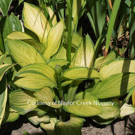 Hosta  'Aomori Gold Star' with a golden yellow centre and green margin.