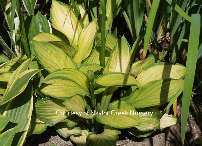  'Aomori Gold Star' Hosta with a golden yellow centre and green margin.