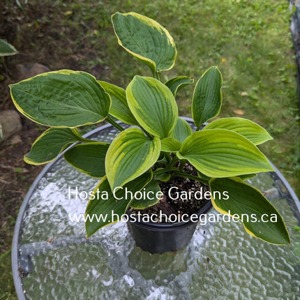 "Hosta 'Appalachian Beauty' features a medium green centre and a pale yellow margin.