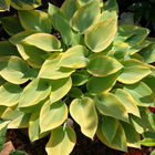 Hosta 'Apple Candy' displayed in a lovely garden setting which helps to so off its light-green leaf centres and almost butterscotch coloured leaf margins.