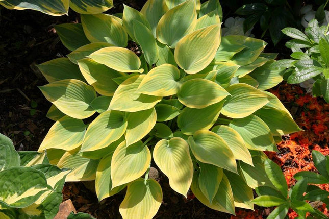 Hosta 'Apple Candy' displayed in a lovely garden setting which helps to so off its light-green leaf centres and almost butterscotch coloured leaf margins.