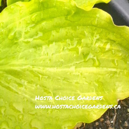 Hosta 'Apple Pie' with lovely yellow leaves that are soft and heart-shaped and adorned with strong veining.