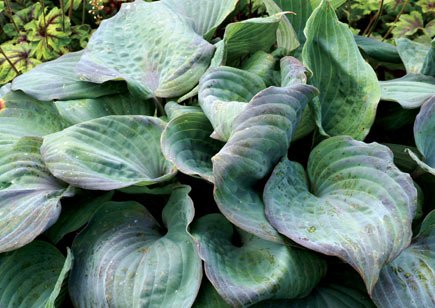 "Hosta 'Aquamarine' displayed in a garden setting and showing off its mid-Spring purple "blushing" on the leaves."