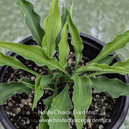 "Hosta 'Aracus' with green slender leaves that are beautifully rippled on the edge."