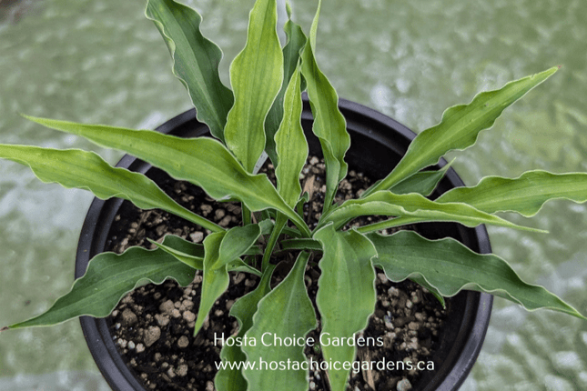 "Hosta 'Aracus' with green slender leaves that are beautifully rippled on the edge."