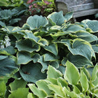 Stunning view of Hosta 'Arc de Triomphe' in a garden setting displaying  shovel shaped leaves with blue-green centres and rippled chartreuse margins.