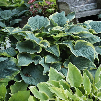 Stunning view of Hosta 'Arc de Triomphe' in a garden setting displaying  shovel shaped leaves with blue-green centres and rippled chartreuse margins.