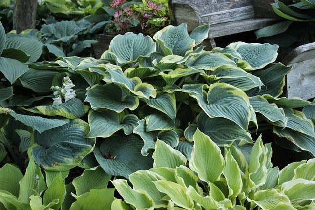 Stunning view of Hosta 'Arc de Triomphe' in a garden setting displaying  shovel shaped leaves with blue-green centres and rippled chartreuse margins.