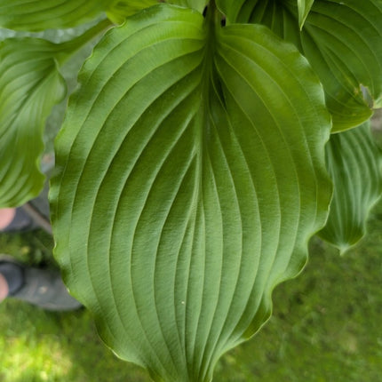 "A close-up of a 'Armani' leaf showing its glossy green finish and its pie-crust edges."