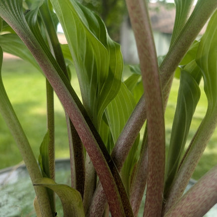 "A close-up of the red petioles that support the elegant leaves of Hosta 'Armani."