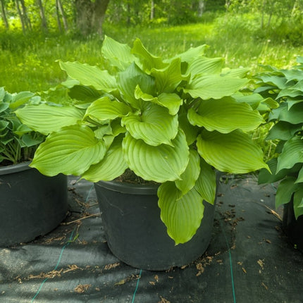 "Hosta 'Armani' displayed in a large container showing of it's dense form and beautiful  piecrust edges."